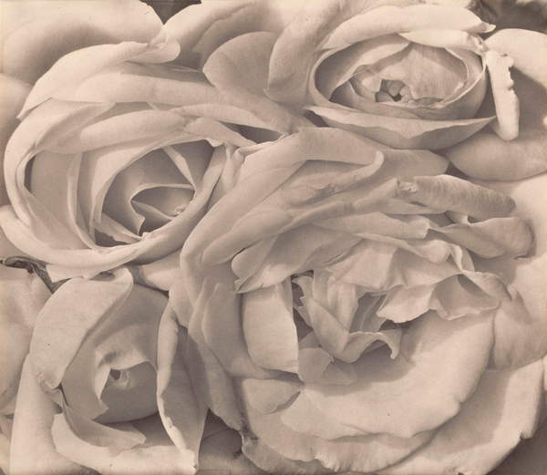 photo of Roses, Mexico by Tina Modotti, 1924 (platinum print), Modotti, Tina (1896-1942) / Photo © GraphicaArtis / Bridgeman Images 