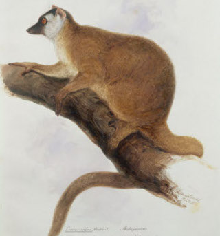 Lemur rufus, Audebert., December 1836 (w/c on paper), Edward Lear, (1812-88) / © The Right Hon. Earl of Derby