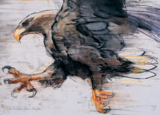Talons - White tailed Sea Eagle, 2001 (charcoal & conte on paper), Mark Adlington (Contemporary Artist)