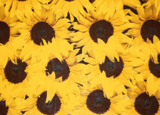Sunflowers, Sandro Sodano (b.1966) / Private Collection / © Special Photographers Archive