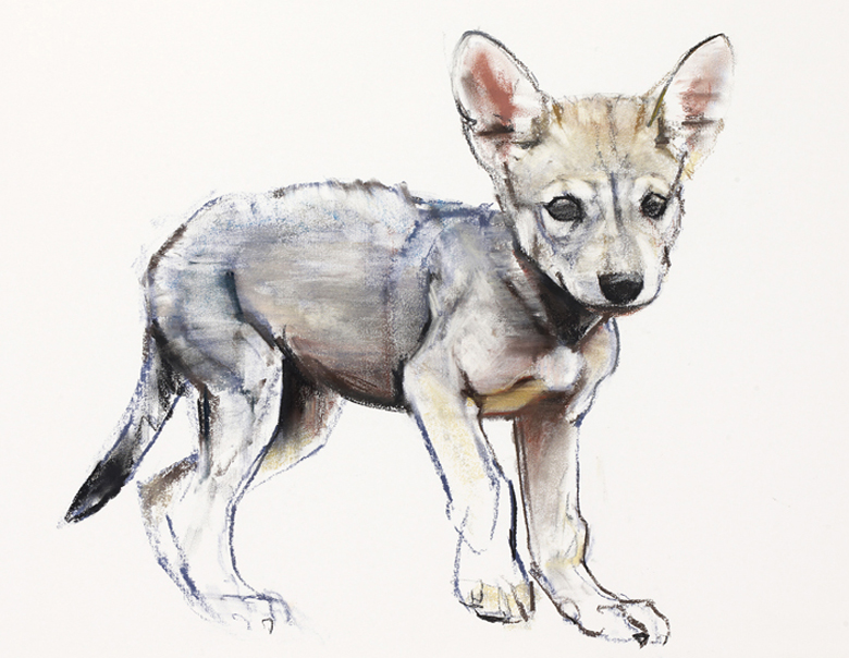 Hesitating Arabian Wolf Pup, 2009 (conte & charcoal on paper), Mark Adlington