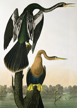 BBC195913 Black-Billed Darter, from 'Birds of America', engraved by Robert Havell, 1836 by John James Audubon/ Private Collection