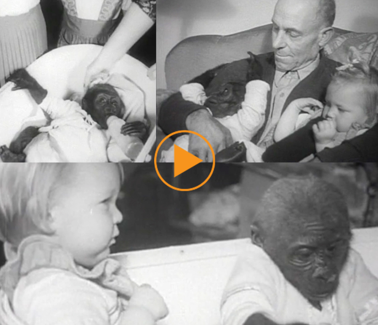 Bobo, a baby gorilla, is raised as one of the family, USA c.1952/ Bridgeman Footage