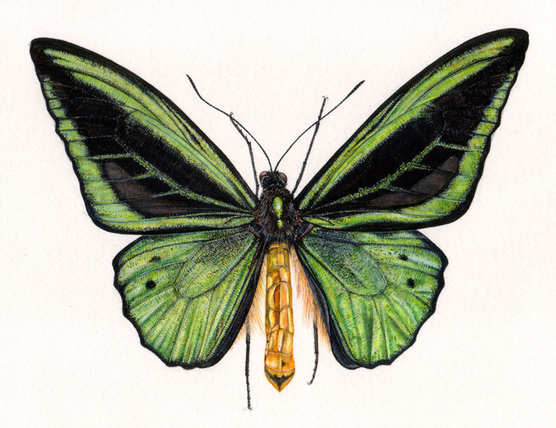 Birdwing Butterfly, Ornithoptera priamus, male, 2006 (w/c on paper), Rachel Pedder-Smith (Bridgeman Studio) / Private Collection
