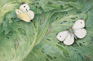 Pupa and adults of European cabbage butterflies by Hashime Murayama (d.1955) National Geographic