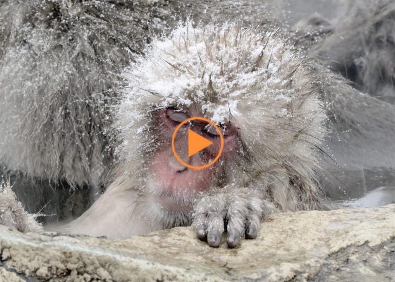 The Japanese Macaque (Snow) Monkeys enjoying a bath in the Onsen of Jigokudani Yaenkoen , Nagano Prefecture 6/8 