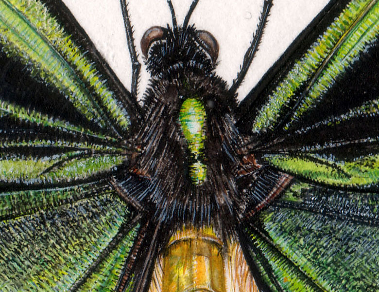 Birdwing Butterfly (detail), 2006 (w/c on paper), Rachel Pedder-Smith (Bridgeman Studio) / Private Collection