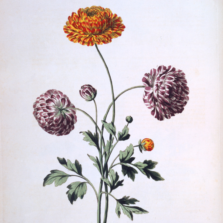 image of a bunch of Ranunculus / John Edwards / The Stapleton Collection / Bridgeman Images 