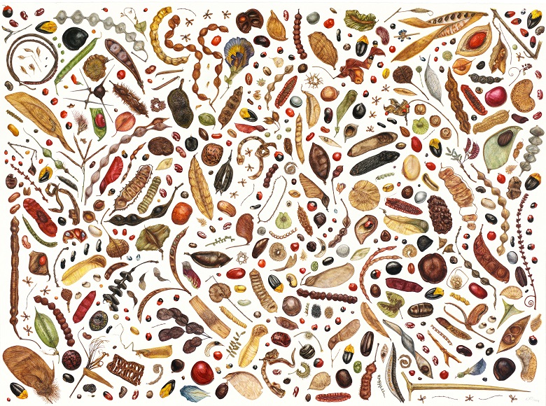 Bean Painting, Specimens from the Leguminosae Family, 2004, Rachel Pedder-Smith (Bridgeman Studio) / Private Collection