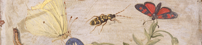 FIT55423 (detail) Insects (oil on copper) by Jan van Kessel the Elder/ Fitzwilliam Museum, University of Cambridge, UK