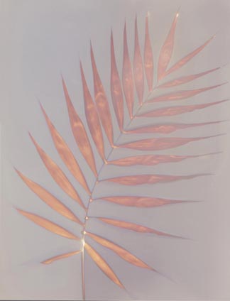 AEA 417403 Palm Leaf (photogram) by Angela Easterling