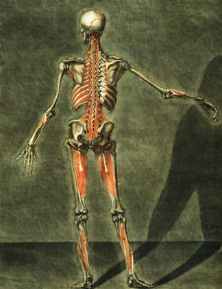 STC97208 Deep Muscular System of the Back of the Body, plate 10 of a complete course of anatomy with text by Jadelot, engraved by the artist, pub. 1773 (mezzotint) by Arnauld Eloi Gautier D'Agoty (1741-1780/83) Private Collection/ The Stapleton Collection