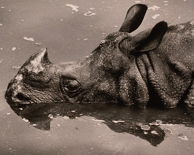 Head of Rhinoceros in Water by Wolfgang Suschitzky (b.1912) © Special Photographers Archive/ out of copyright