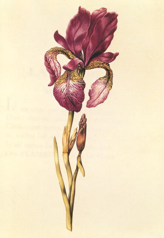 XIR212825 Iris, from 'La Guirlande de Julie', c. 1642 (w/c on vellum) by Nicolas Robert/ Private Collection, Giraudon