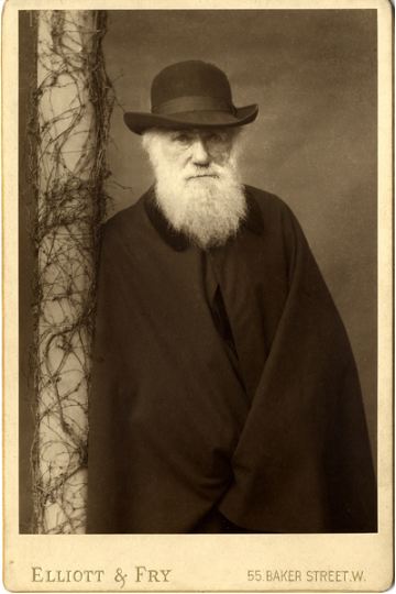 Charles Robert Darwin (b/w photo), Elliott & Fry Studio (fl.1860-90) / Natural History Museum, London, UK / Bridgeman Images